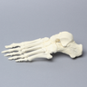 Foot, Solid Foam, Left, Assembled Foot Bones