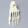 Foot, Solid Foam, Left, Assembled Foot Bones
