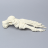 Foot, Solid Foam, Left, Assembled Foot Bones