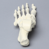Foot, Solid Foam, Left, Assembled Foot Bones