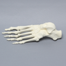 Foot, Solid Foam, Left, One-Piece Construction