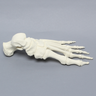 Foot, Solid Foam, Left, One-Piece Construction