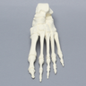 Foot, Solid Foam, Left, One-Piece Construction