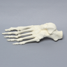 Foot, Solid Foam, Left, One-Piece Construction