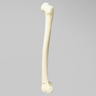 Femur with Transverse Fracture and Fragment