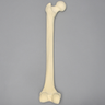 Femur with 16 mm For IM Nail