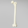 Femur with 12 mm Canal and Distal Plug