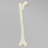 Femur with 12 mm Canal and Distal Plug