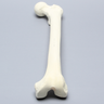 Femur with 17 mm Trochanteric Entry Site For IM Nail