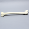 Femur with 17 mm Trochanteric Entry Site For IM Nail