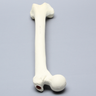 Femur with 17 mm Trochanteric Entry Site For IM Nail