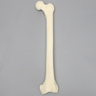 Femur with 9 mm Canal, Foam Cortical, Left