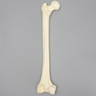 Femur with 9 mm Canal, Foam Cortical, Left