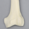 Femur with 9 mm Canal, Foam Cortical, Left