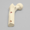 Femur for the Hip Navigation Trainer