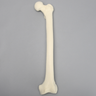 Femur with 3 PCF Cancellous, Foam Cortical