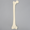 Femur with 3 PCF Cancellous, Foam Cortical