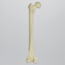 Femur with 10 mm Canal, Foam Cortical Shell, Left