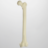 Femur with 10 mm Canal, Foam Cortical Shell, Left