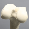 Femur, 16 mm Canal, Foam Cortical, Left