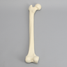 Femur, 16 mm Canal, Foam Cortical, Left