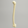 Femur with Distal Articular Cartilage, Foam Cortical Shell, Left