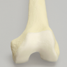 Femur with Distal Articular Cartilage, Foam Cortical Shell, Left