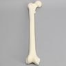 Femur, 16 mm Canal, Foam Cortical, Right