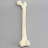 Femur, 16 mm Canal, Foam Cortical, Right