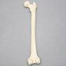 Femur, 16 mm Canal, Solid Foam, Right