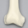 Femur, 16 mm Canal, Solid Foam, Right
