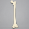 Femur, Solid Foam, Right
