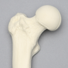 Femur, Solid Foam, Right