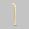 Femur, 16 mm Canal, Solid Foam, Left