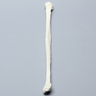 Fibula, Solid Foam, Right