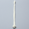 Fibula, Solid Foam, Right
