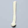 Fibula, Distal, Solid Foam, Left