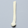 Fibula, Distal, Solid Foam, Left