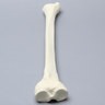 Tibia for High Tibial Osteotomy H.T.O.