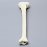 Tibia for High Tibial Osteotomy H.T.O.
