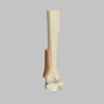 Tibia with Skin Patch and Talus