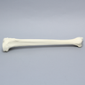 Tibia, Foam Cortical, Right