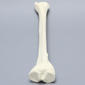 Tibia, Foam Cortical, Right