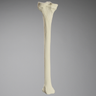 Tibia, Foam Cortical, Left
