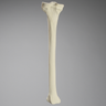 Tibia, Foam Cortical, Left