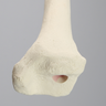 Tibia, Foam Cortical, Left