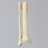 Tibia and Fibula, Distal, Solid Foam, Left