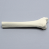 Tibia, Distal, Solid Foam, Right