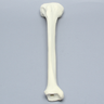 Tibia, Solid Foam, Right, Large