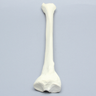Tibia, Solid Foam, Right, Large